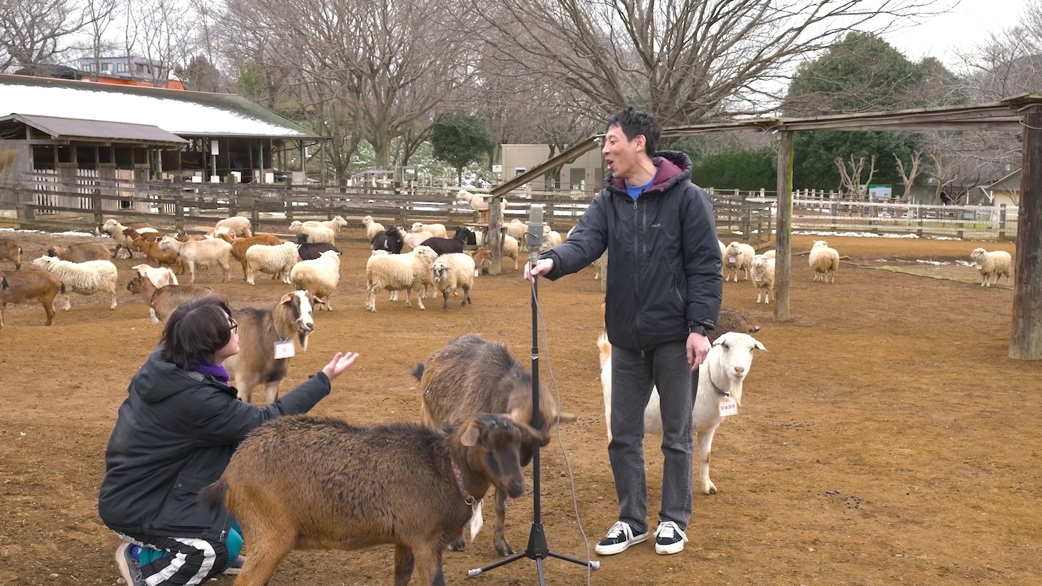 「囲碁将棋の夢はなんでも知っている」のワンシーン