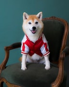 アキナ山名の愛犬・おまめ