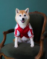 アキナ山名の愛犬・おまめ