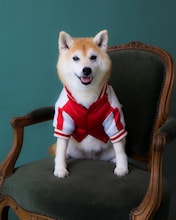 アキナ山名のエッセイ本「しあわせは小走りでやって来る」発売、愛犬との日常がもたらした変化とは