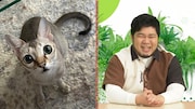 令和ロマン・ケムリがネココメンテーター、愛猫イトのほっこりエピソード披露
