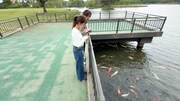 ネプチューン堀内と上白石萌歌