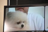 マヂカルラブリー村上の愛犬・くむくん