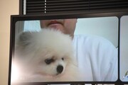マヂカルラブリー村上の愛犬・くむくん