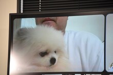 芸人たちのペットがカードになって対決、マヂラブ村上の愛犬・くむくんは怯えて活躍できず