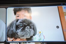 芸人たちのペットがカードになって対決、マヂラブ村上の愛犬・くむくんは怯えて活躍できず