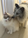 どんぐりたけしのペットたち