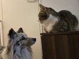 どんぐりたけしのペットたち
