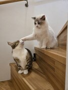 どんぐりたけしのペットたち