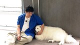 ロングコートダディ兎と大型犬のサモエド