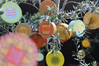 虹のカーニヴァル