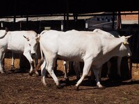 NHK BSプレミアム「ステーキ世界一の旅」より。(c)NHK