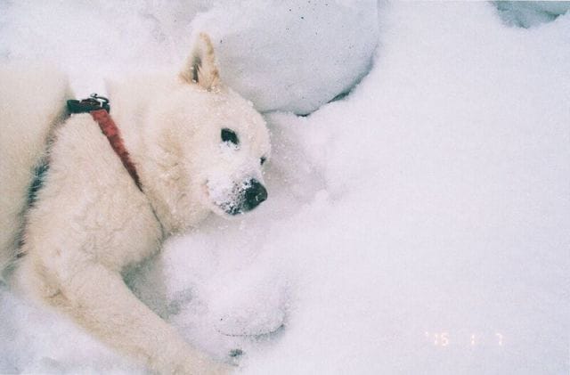 梅佳代「白い犬」刊行記念で戌井昭人、浅田政志がトーク＆スライドイベント