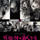 コンドルズ×あうるすぽっとの“大赤字”ダンスフェス「可能性の獣たち」第2弾