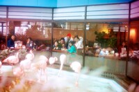 情熱のフラミンゴ（撮影：行竹亮太）