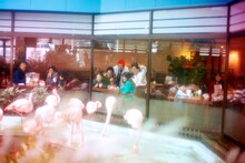 情熱のフラミンゴ（撮影：行竹亮太）