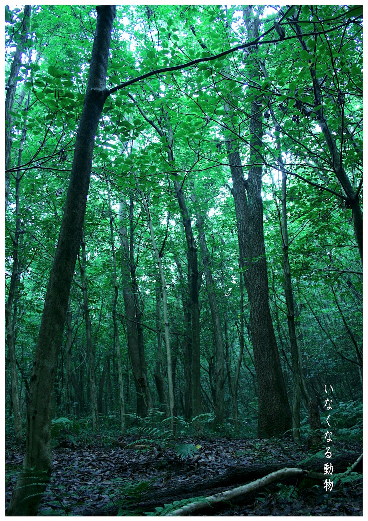 M-laboratoryのデュオ作品「いなくなる動物」がツアー最終地、東京へ