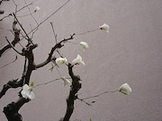 N2「Tab.5『退嬰色の桜』- Borderless is born from pillar of wife.」イメージビジュアル