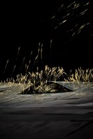 ディミトリス・パパイオアヌー「THE GREAT TAMER」埼玉公演より。（Photo by Julian Mommert）