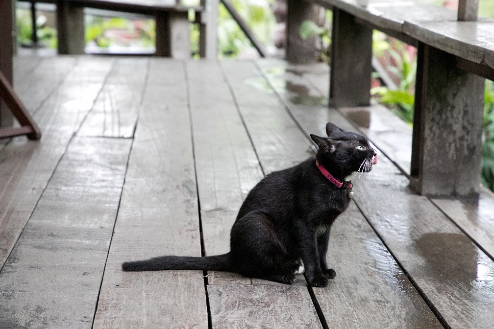 あひるなんちゃら関村、過去作＆新作を福岡で上演