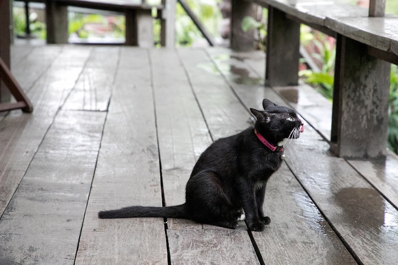 あひるなんちゃら関村個人企画in福岡「『猫は地球を見て美しいと思わないよ』と『ラグランジュブランチ』」ビジュアル