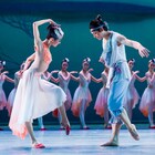 美しい朱鷺たち再び、舞劇Dance Drama「朱鷺」3月より全国公演