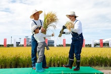 花角英世新潟県知事（右）から新潟米・新之助の稲穂を受け取る堀越勸玄（左手前）