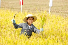 稲を収穫する堀越勸玄。