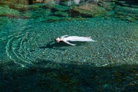 「地水火風空 そして、踊」より。