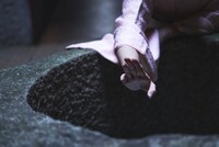 「地水火風空 そして、踊」より。