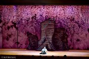 シネマ歌舞伎「野田版 桜の森の満開の下」より。(c)松竹