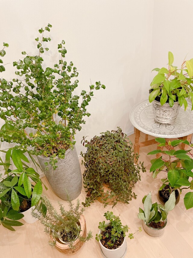 美弥るりかが育てている、大小さまざまな植物たち。