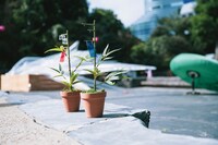 「移動祝祭商店街 歩く庭」より。