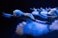 「SWAN LAKE ON WATER～ついに、ほんとうの水を得た『白鳥の湖』」より。(c)Leandro Facundo