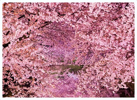 DisGOONie Presents Vol.13 舞台「Go back to Goon Docks」より、「桜の森の満開の下」ビジュアル。