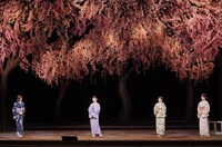 新歌舞伎座開場65周年記念「花盛り四人姉妹～吉野まほろば物語～」より。（撮影：高村直希）