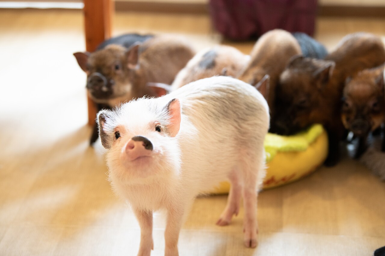 ピンクのブタさん、米吉にあいさつ。