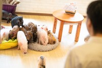 ブタさんたち大集合。