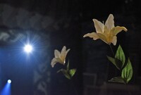 オーディエンスがサプライズで振った白い百合。