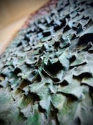 偶然、スペインに居合わせたカマキリ先生こと市川中車。次は、10月に博多座での「ヤマトタケル」で会いましょう。