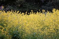 咲き乱れる菜の花。きれい。美味しそう。