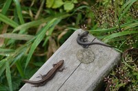 勇気を出して水から陸上にあがってきた者たち。