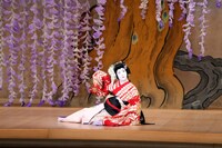 「明治座 十一月花形歌舞伎」昼の部「藤娘」より。(c)松竹