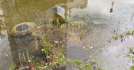 上田久美子＋miu＋川村美紀子「呼吸にまつわるトレーニングプール -皇居のお堀編-」ビジュアル