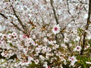 強羅公園の桜はこのとき、まさに見頃。可憐な花たちが心を満たす。