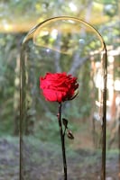 朗読劇「星の王子さま」ビジュアル