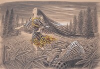 「踊る。遠野物語」コンセプトイラスト©森洋子