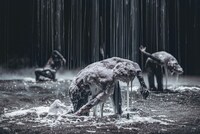 ダミアン・ジャレ×名和晃平「Planet[wanderer]」より。©Rahi Rezvani