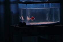 ヒラタオフィス＋TAAC「金魚の行方」より。（撮影：堀川高志）