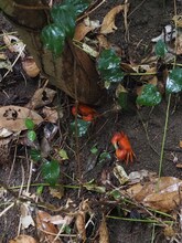 「『森下真樹 ベートーヴェン『運命』全楽章を踊る」ビジュアル ©Naoki Ishikawa